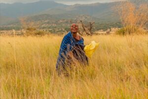 Maasai women turn drought into income through fodder farming in Tanzania