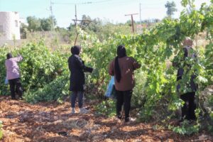 Paradise lost: How Israel is making war on West Bank farmers