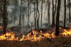 Photos: Wildfires ravage historic forest near Paris
