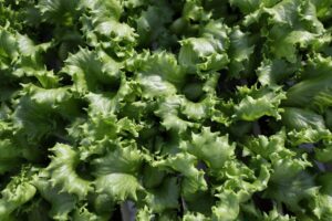 What is cyclospora? Diarrhoea symptoms, foods linked to US outbreak